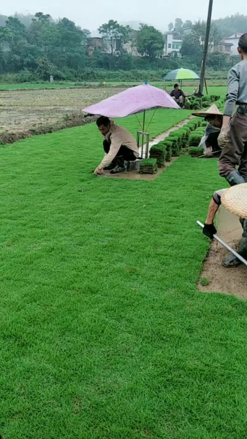 马尼拉草块