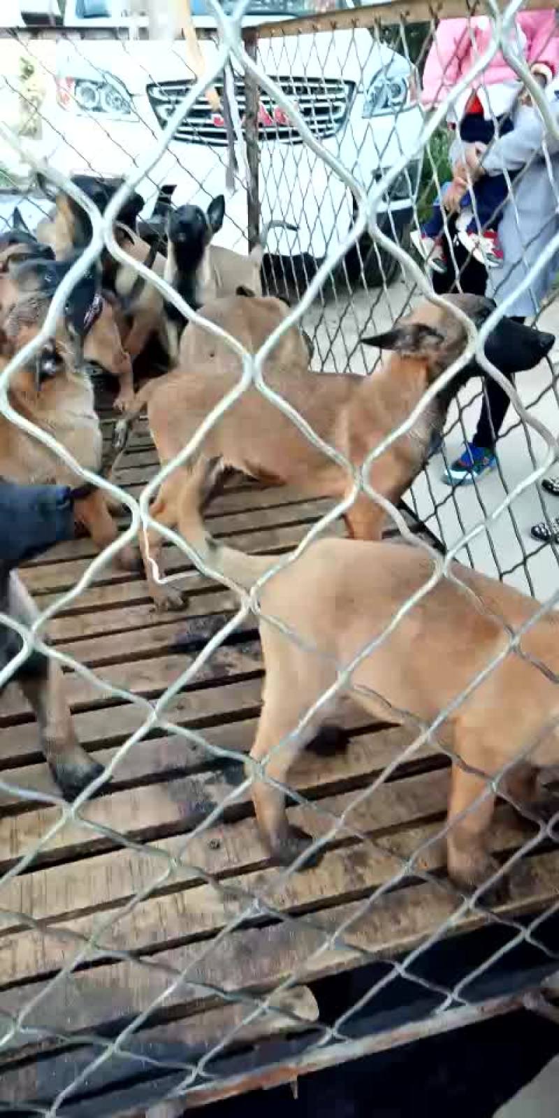 精品马犬