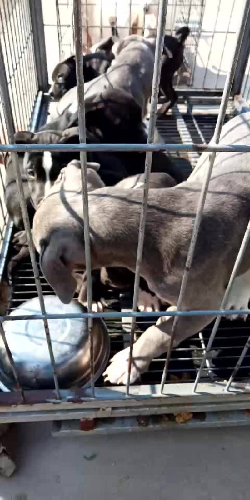 精品马犬