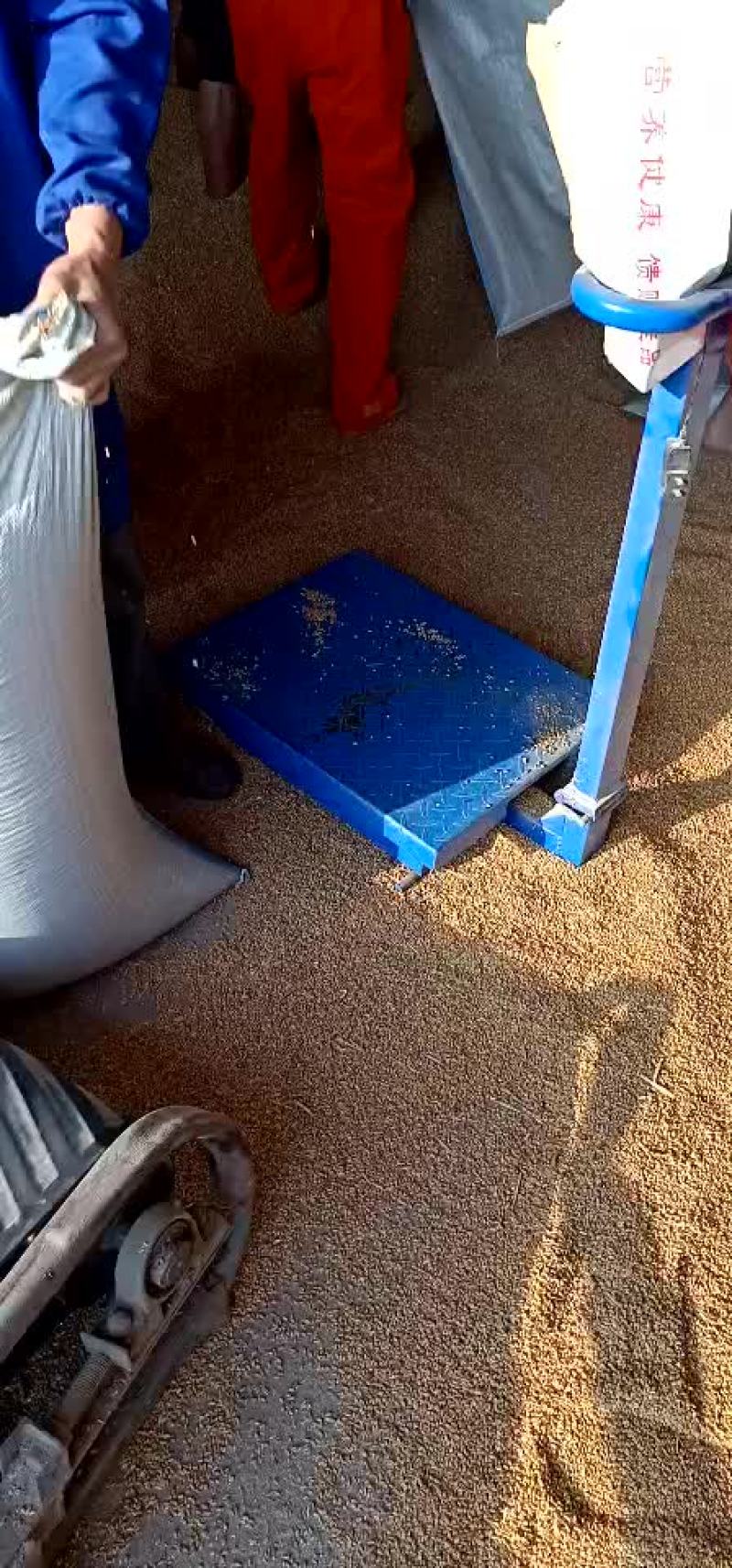 出售小麦