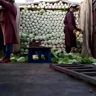 黄心大白菜