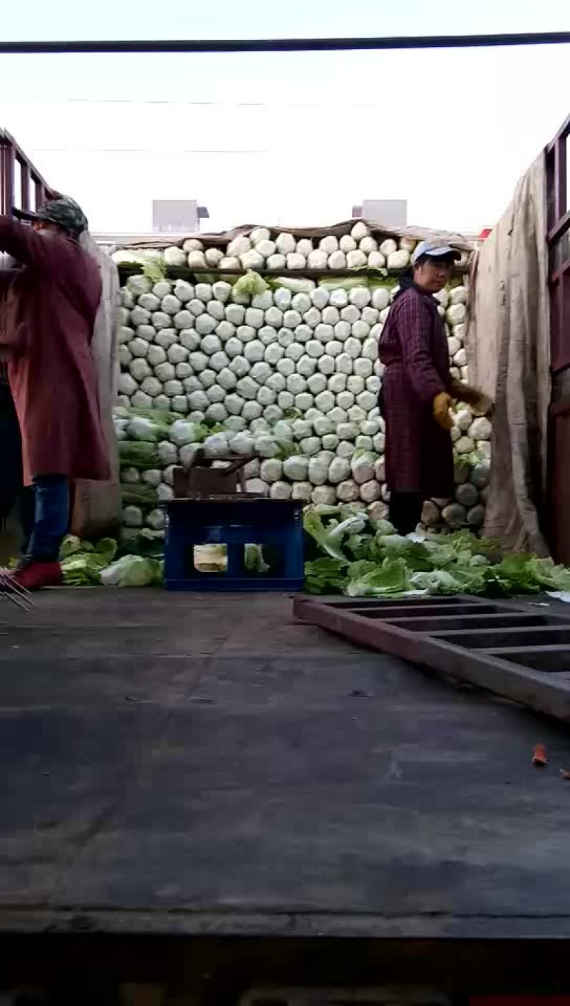 黄心大白菜