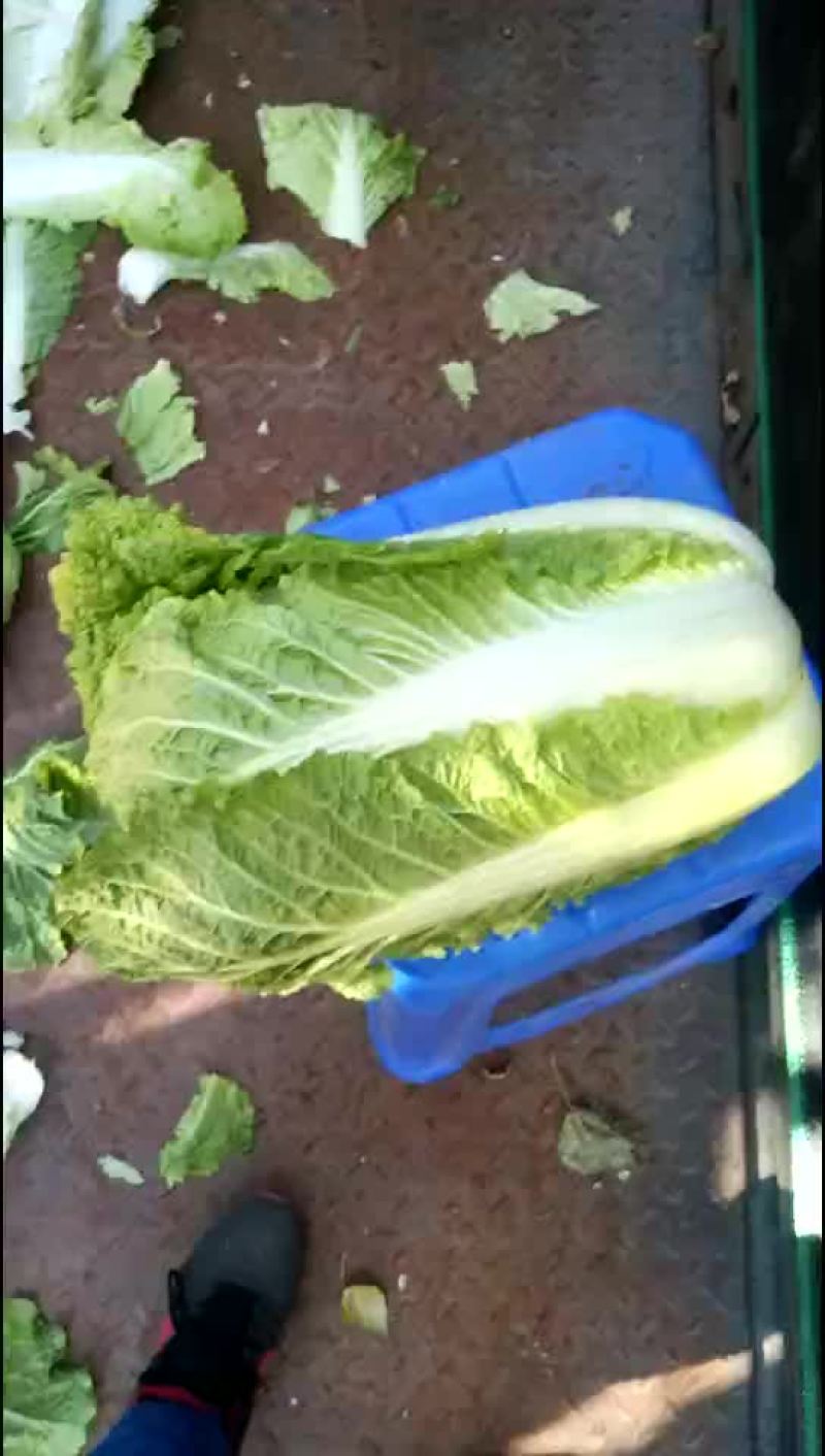 91-12上市末期有需要的抓紧