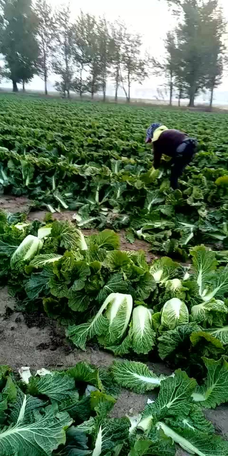 91-12上市末期有需要的抓紧