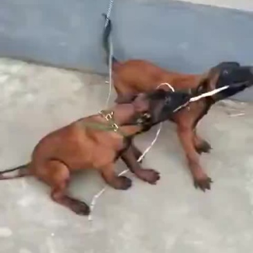 精品马犬