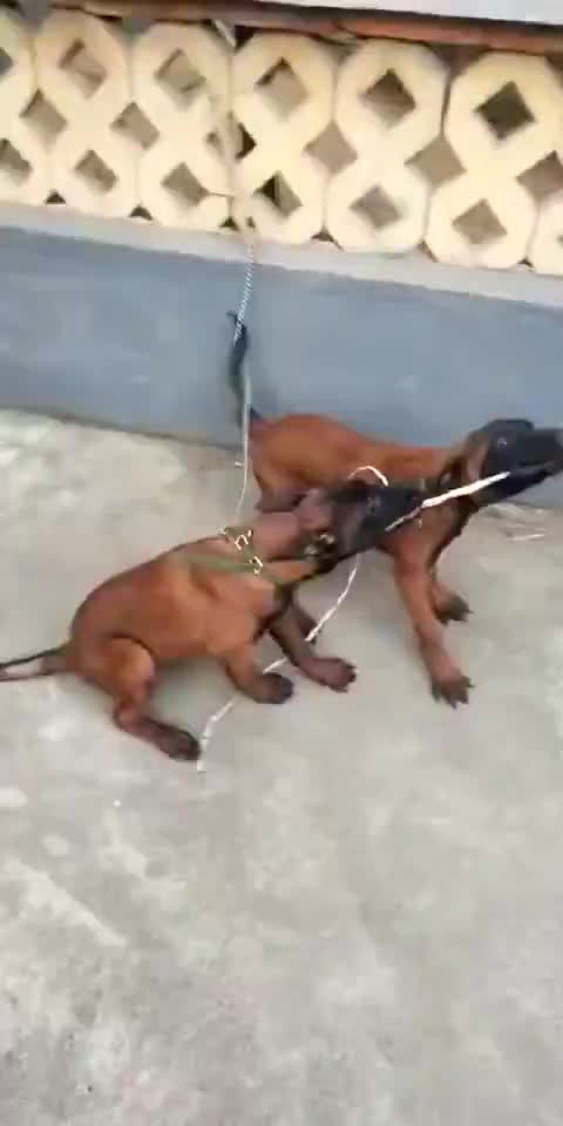 精品马犬