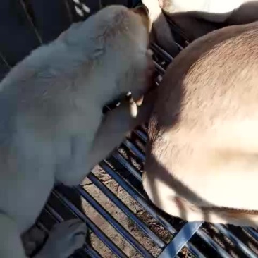 拉不拉多幼犬