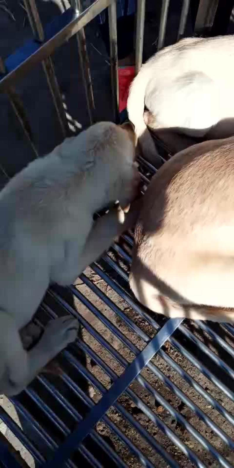 拉不拉多幼犬
