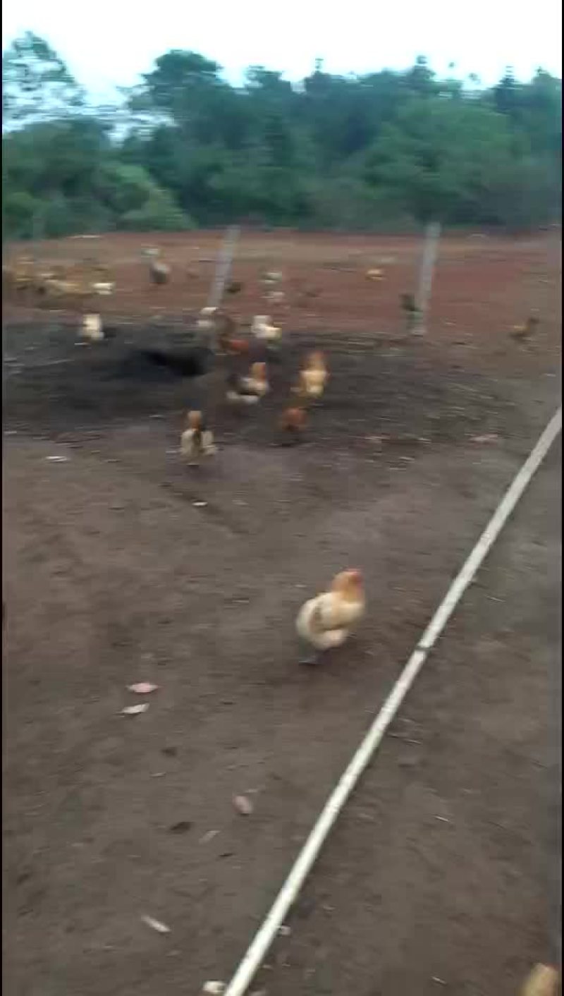 禽畜牧蛋肉