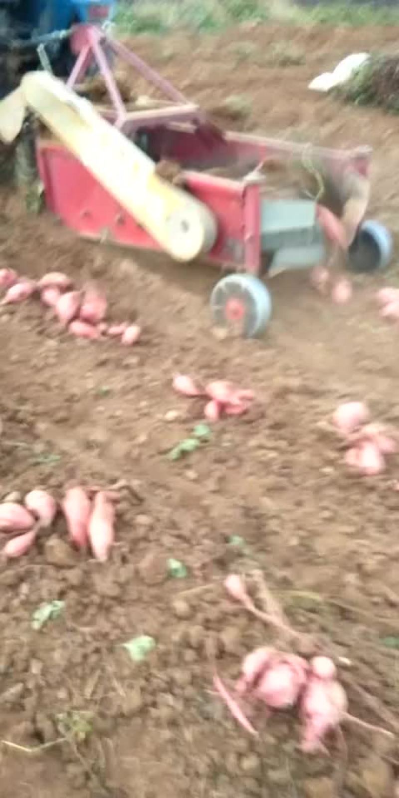 红香蕉，和二一。