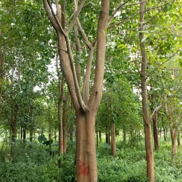 菩提