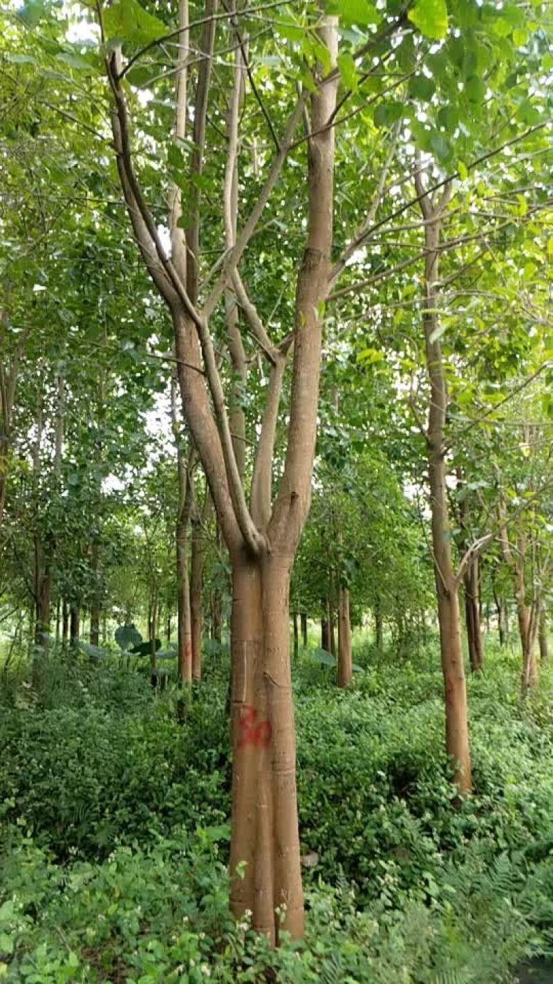 菩提