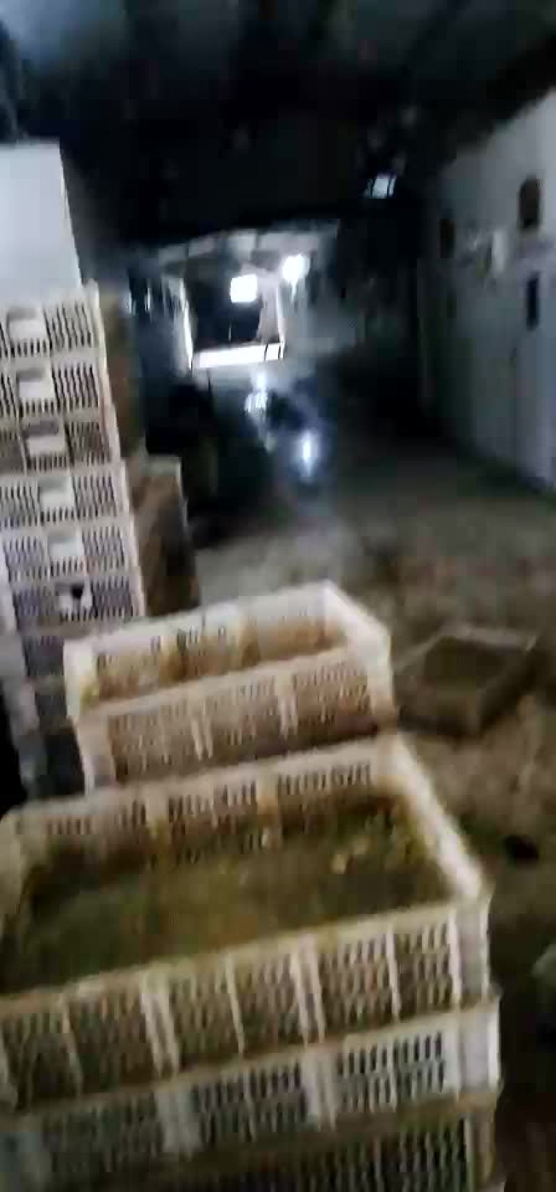 常年出售各种鸡鸭鹅苗高价回收