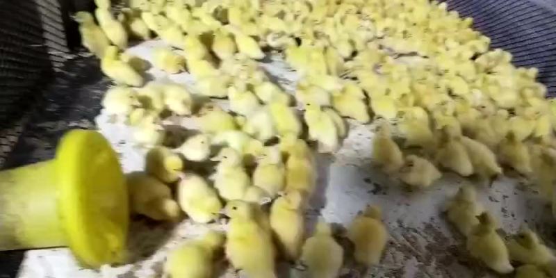 常年出售各种鸡鸭鹅苗高价回收