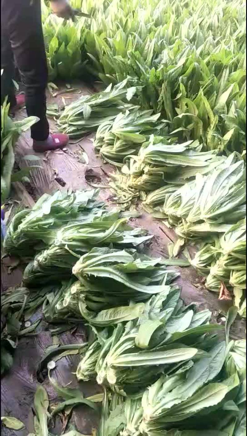 苦菊