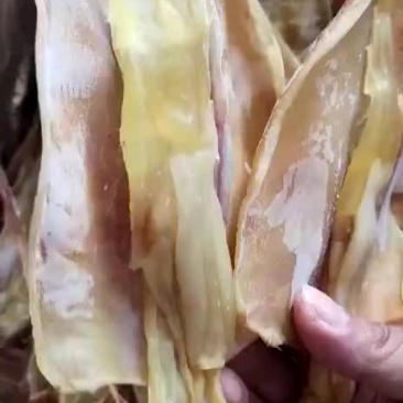 本港鱿鱼母