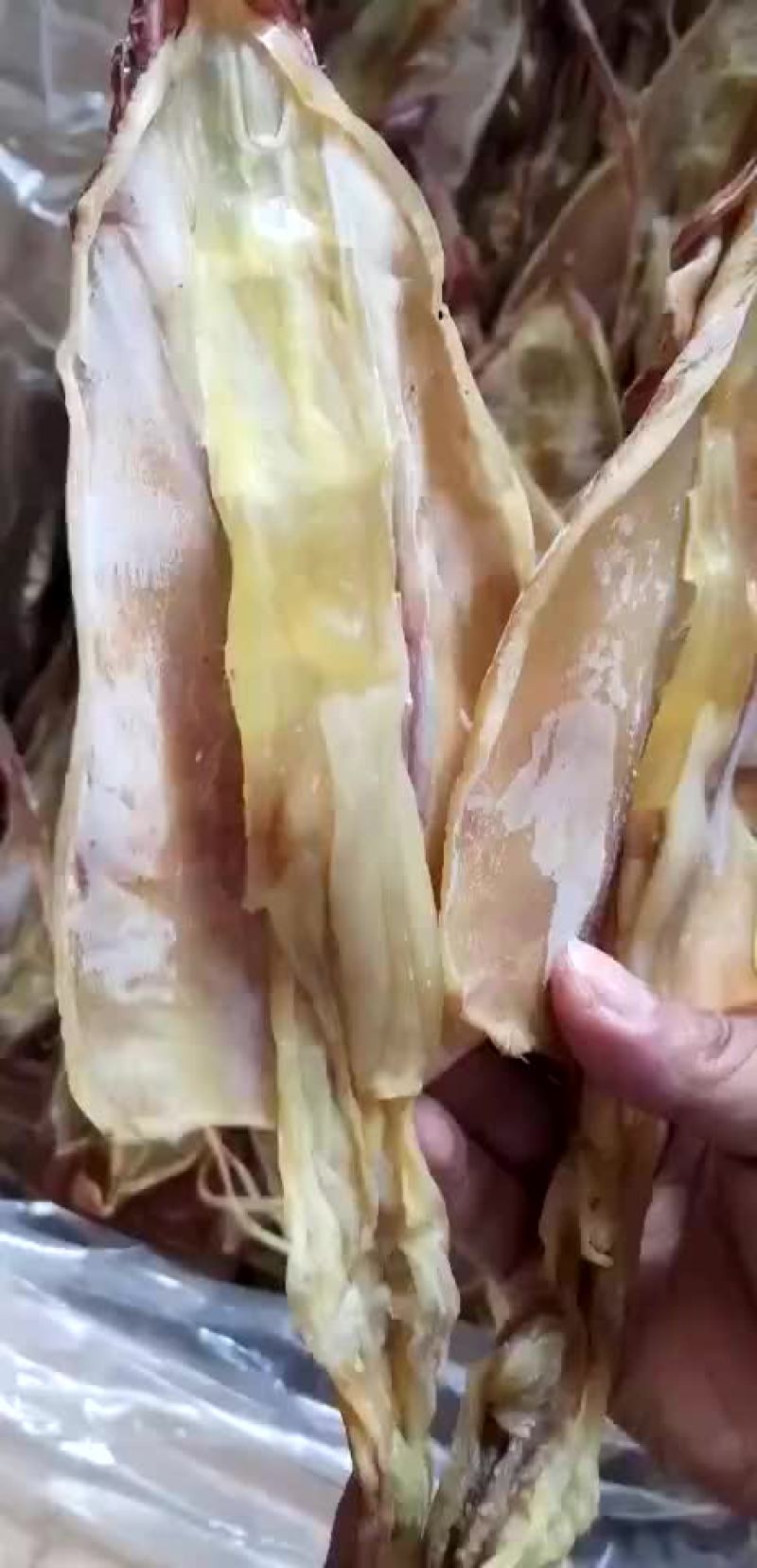 本港鱿鱼母