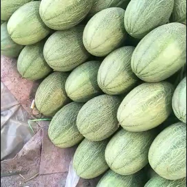 西州蜜25号