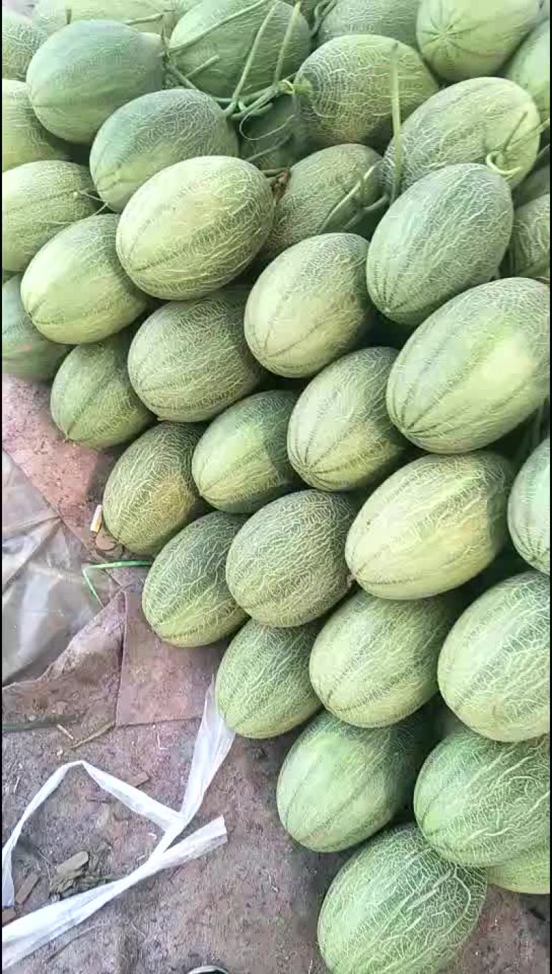 西州蜜25号