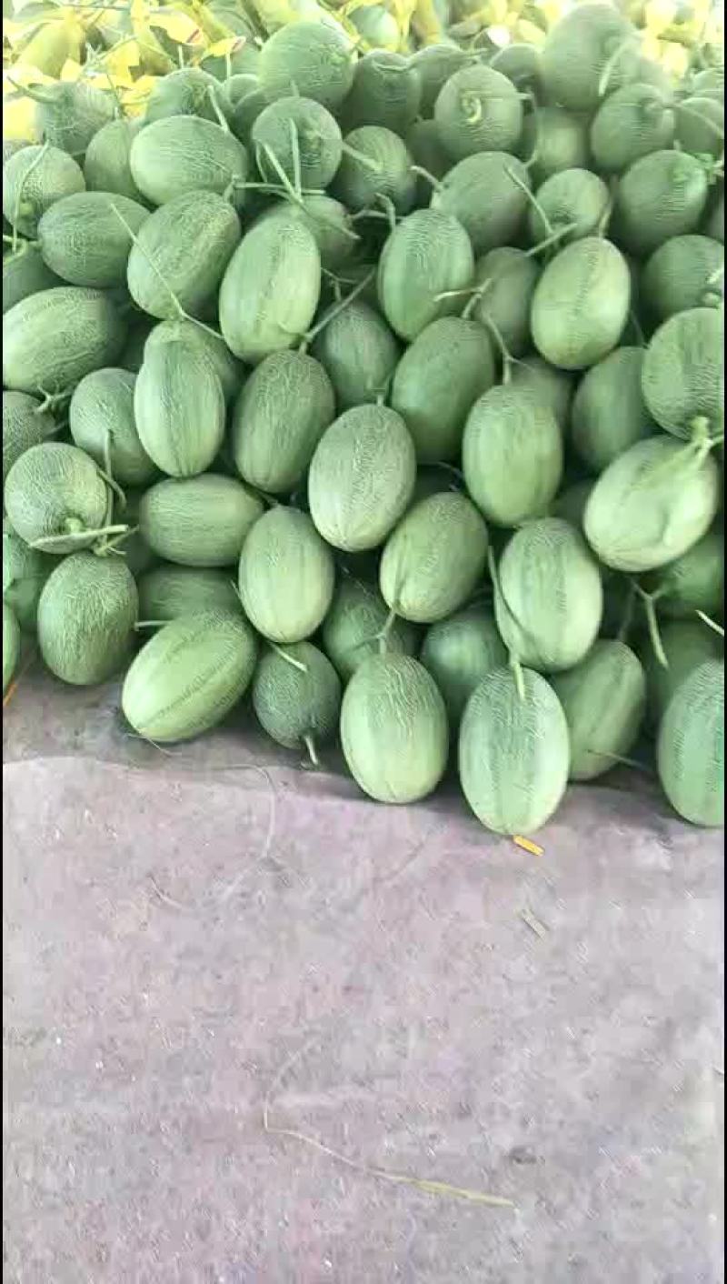 西州蜜25号