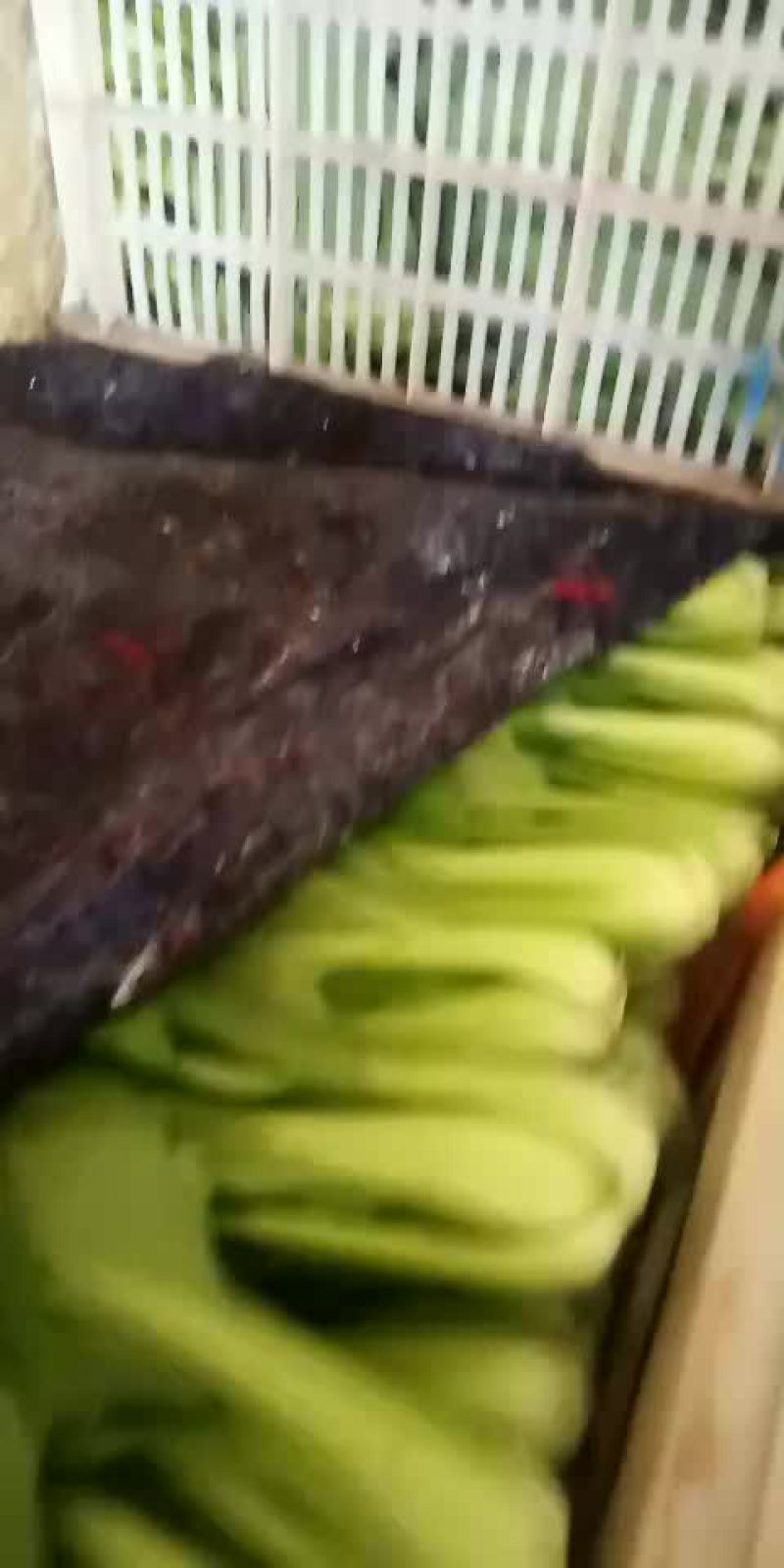 山东万亩叶菜基地全国直供
