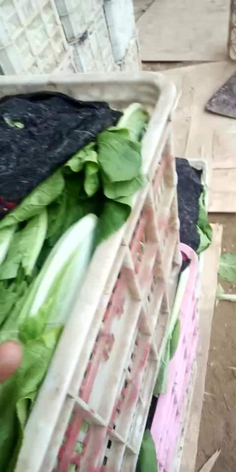 山东万亩叶菜基地全国直供