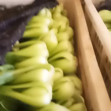 山东万亩叶菜基地全国直供