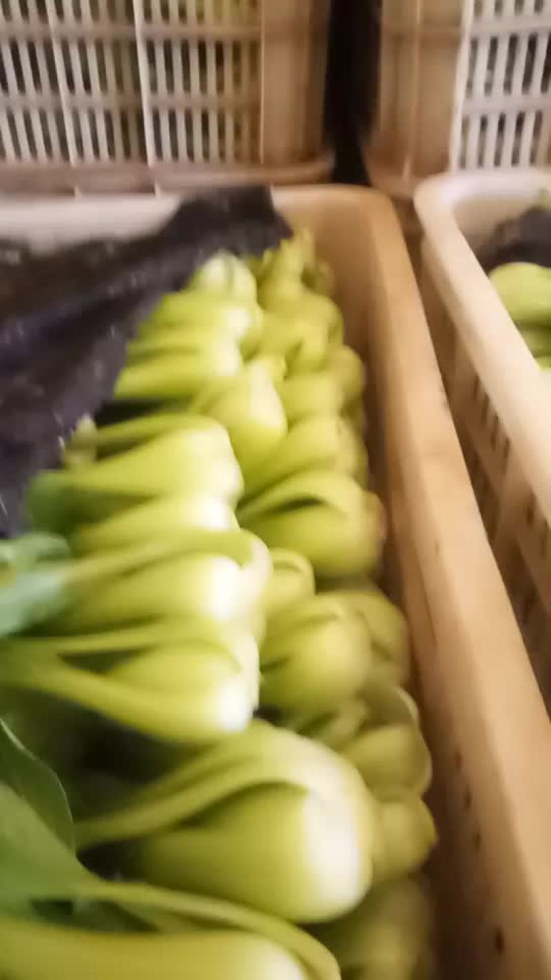 山东万亩叶菜基地全国直供