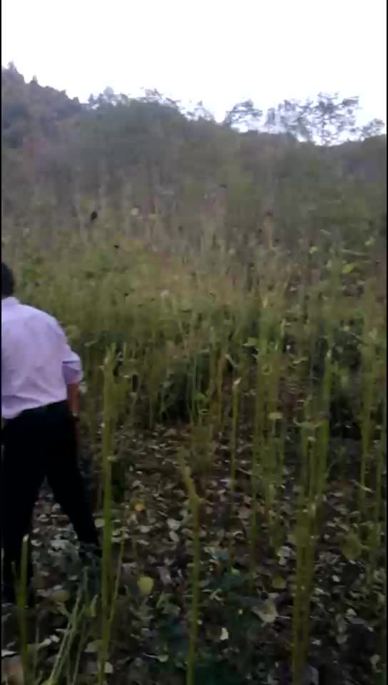 紫苏杆