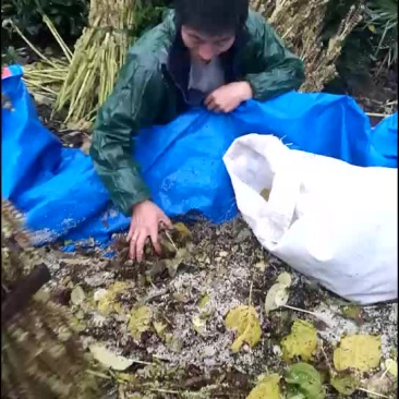 紫苏杆