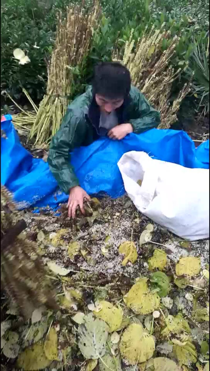 紫苏杆