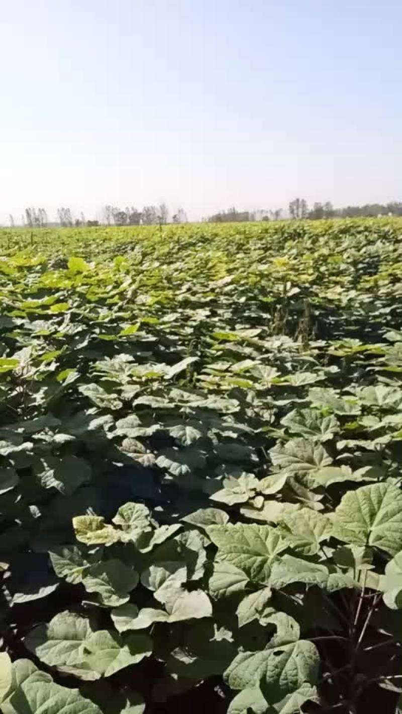 梓树苗