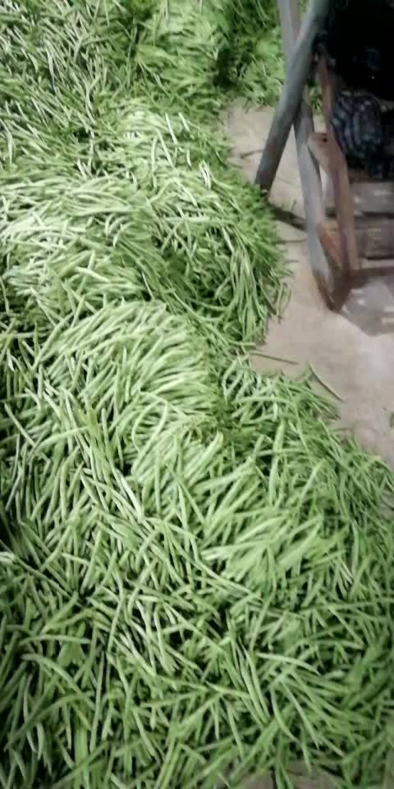 扁豆小金豆。