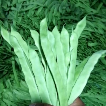 扁豆小金豆。