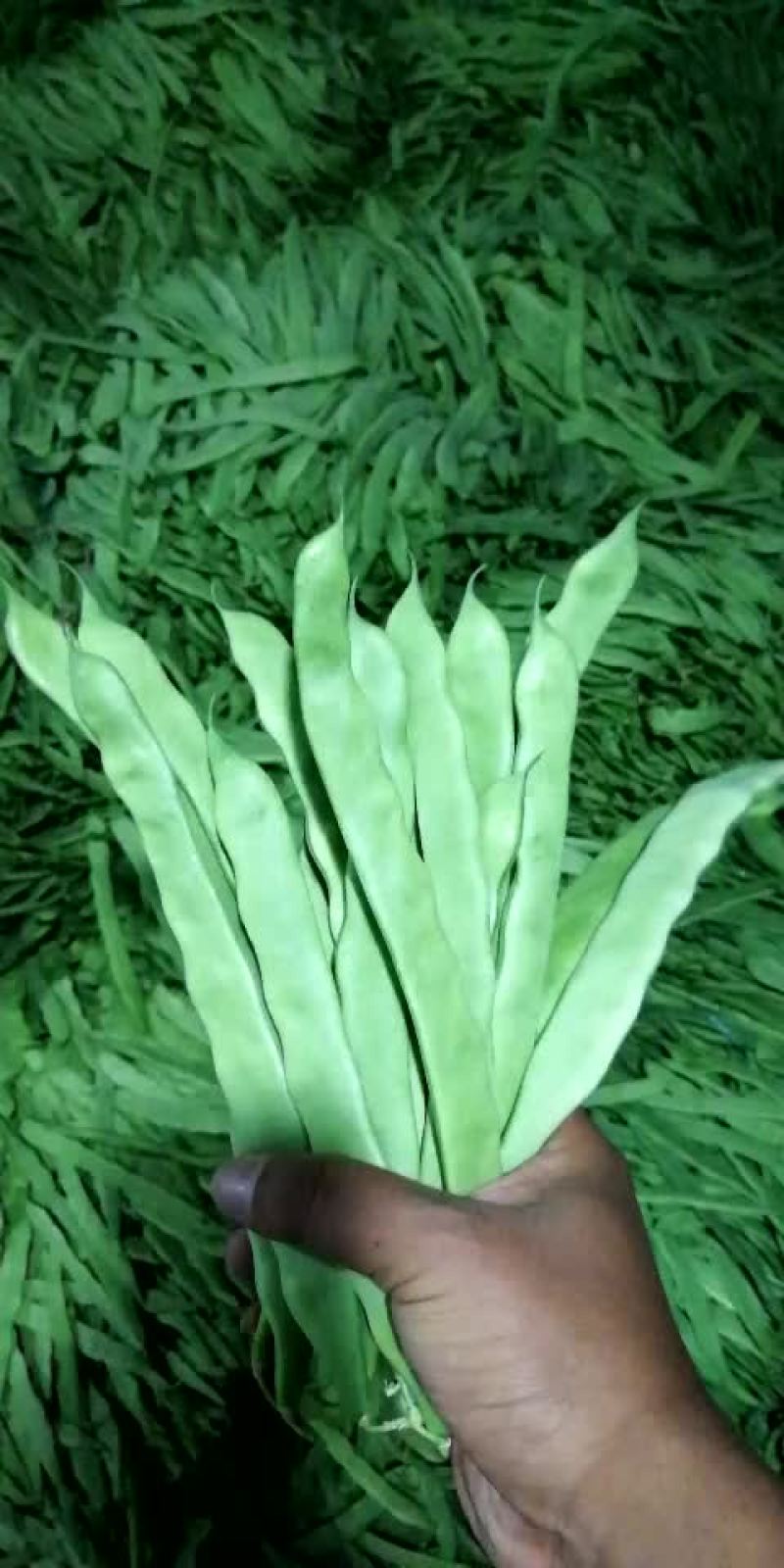 扁豆小金豆。