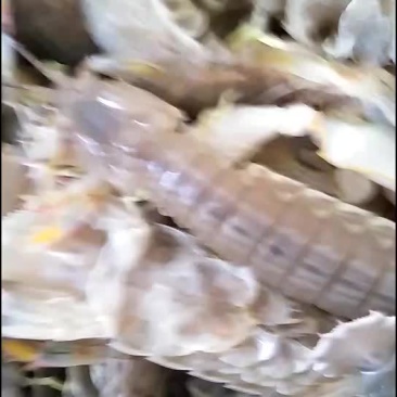 皮皮虾