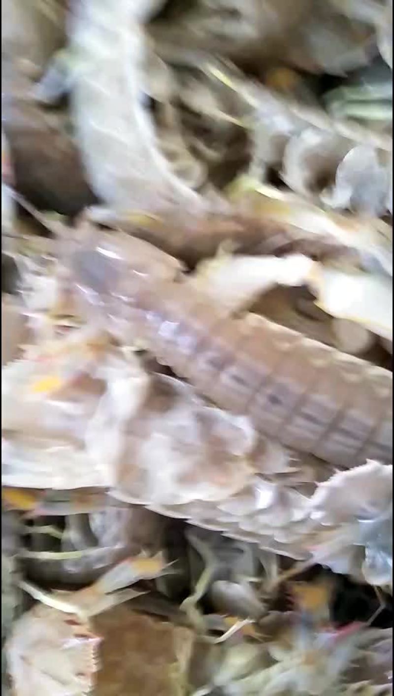 皮皮虾