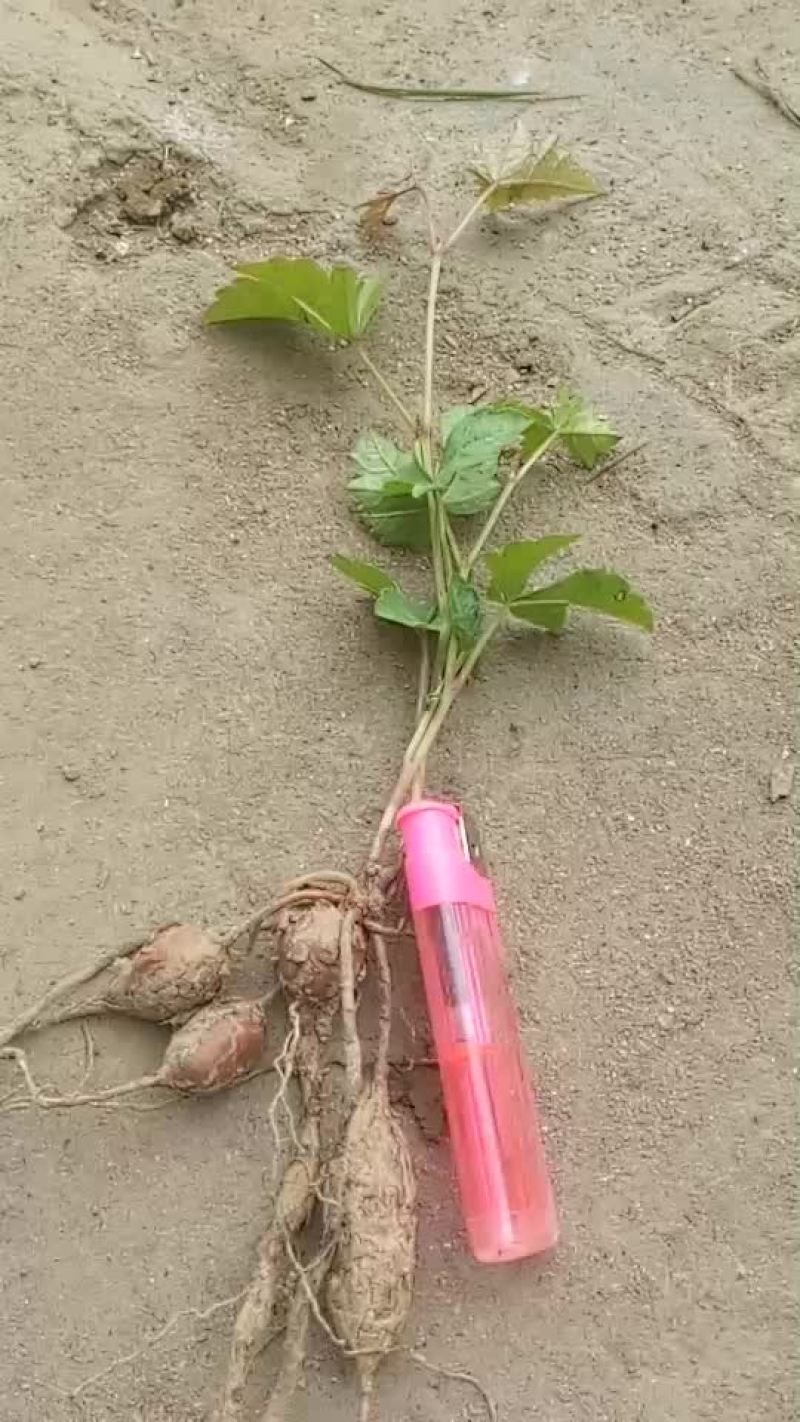白蔹苗