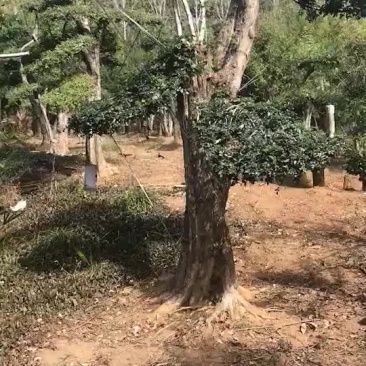 对节白蜡