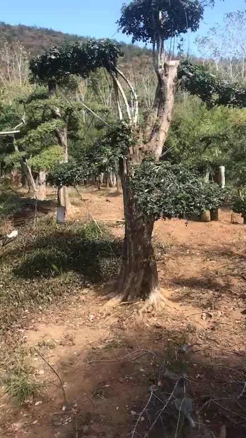 对节白蜡