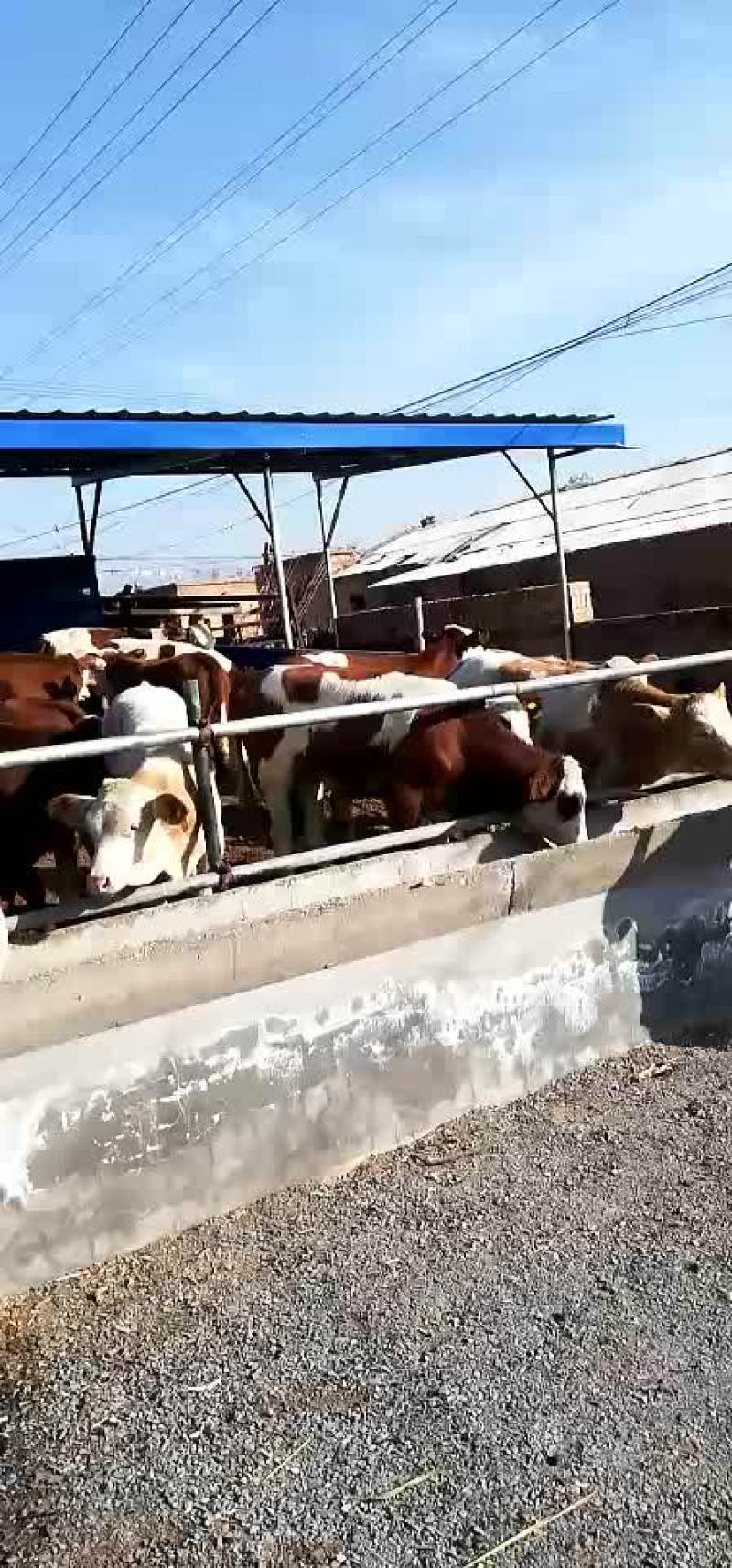 牛犊