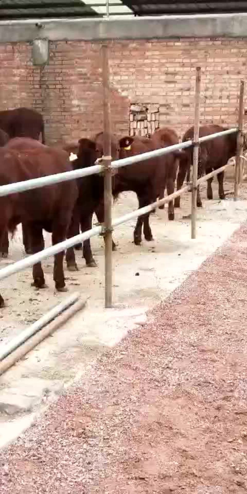 牛犊