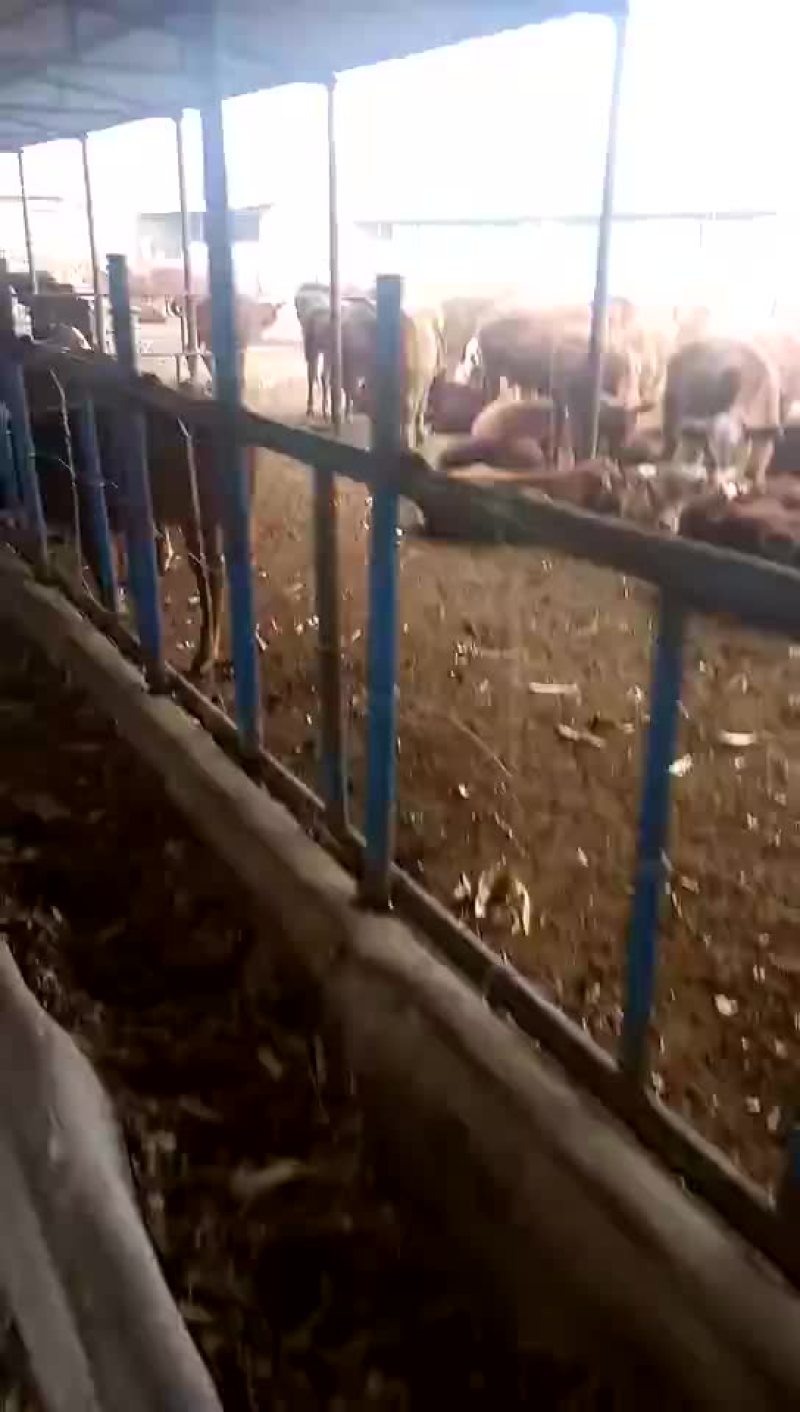牛犊