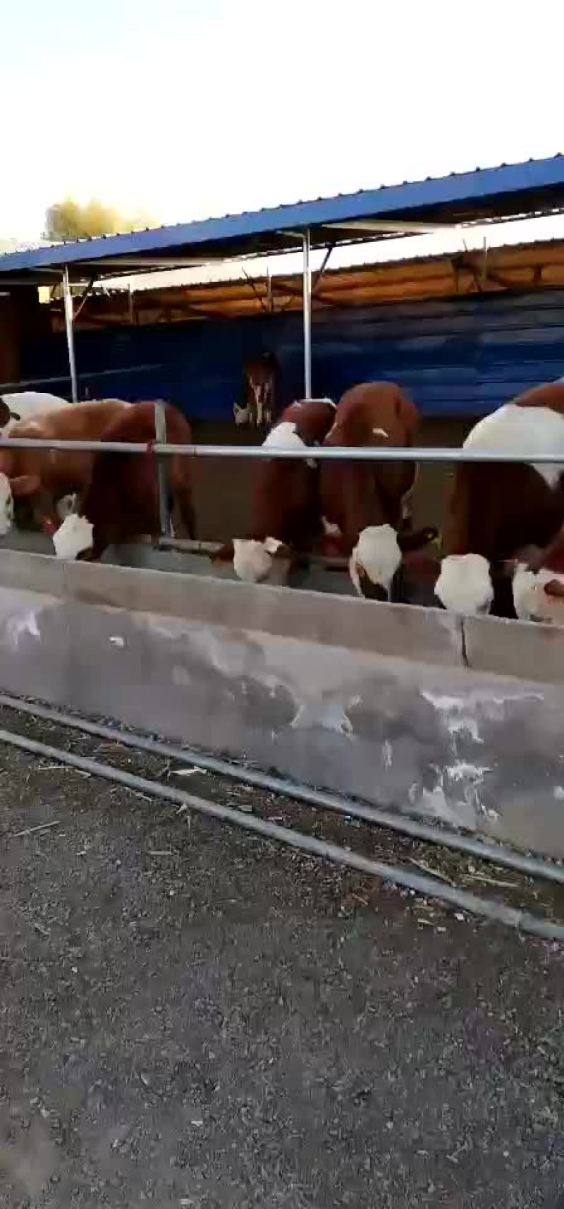 牛犊