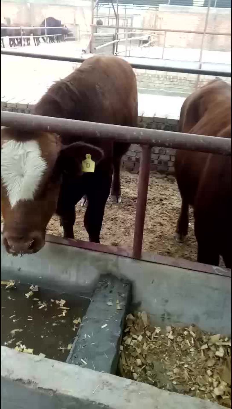 牛犊