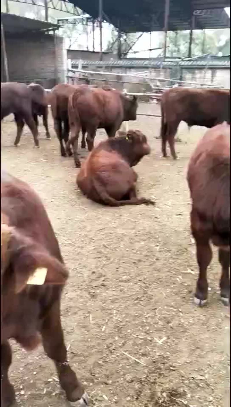 牛犊
