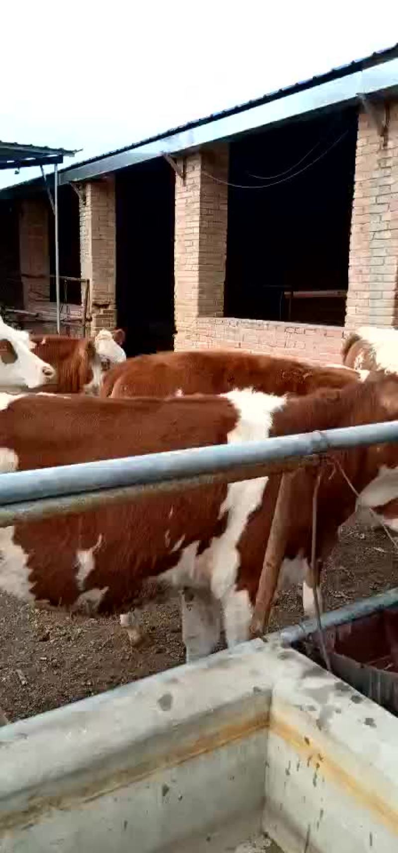 牛犊