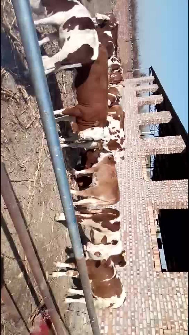 牛犊