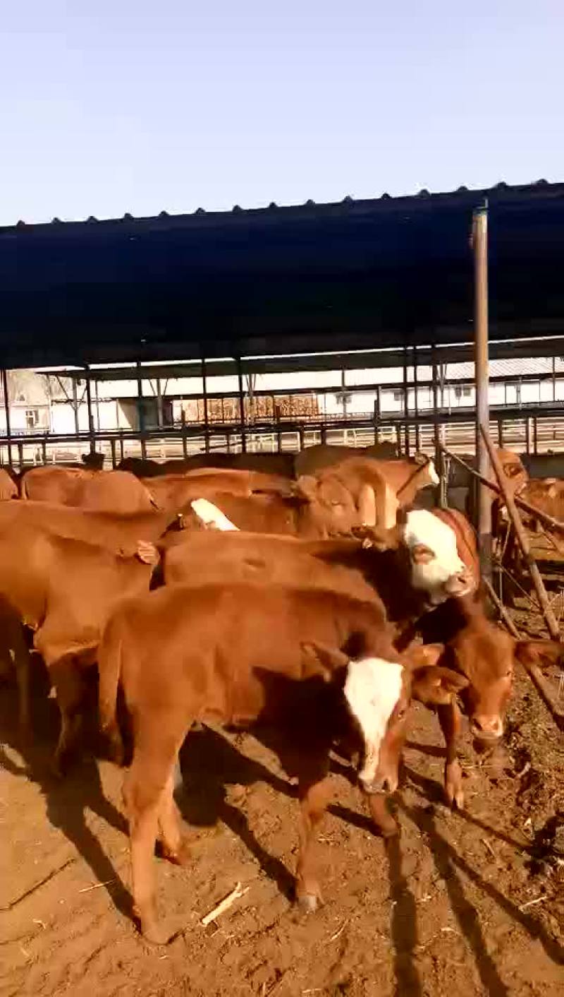 牛犊