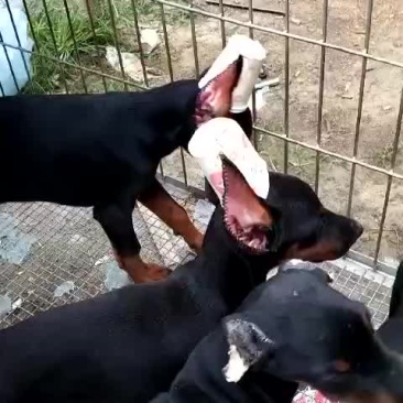 精品杜宾犬